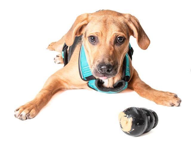 Enlarge Dolly A061286, a Adoptable mixed breed in San Andreas, CA image 3/3