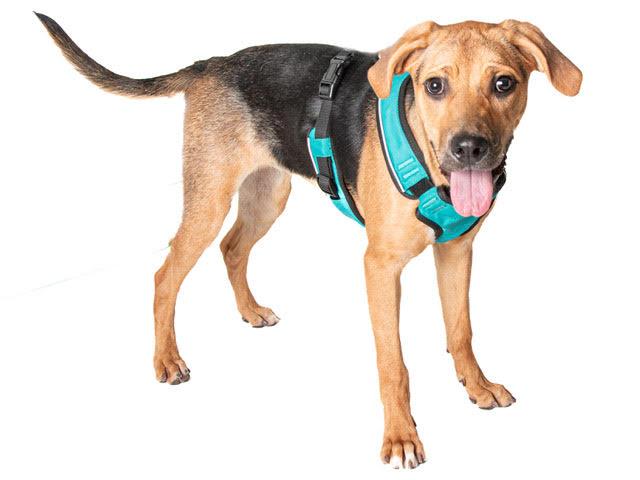 Enlarge Dolly A061286, a Adoptable mixed breed in San Andreas, CA image 2/3
