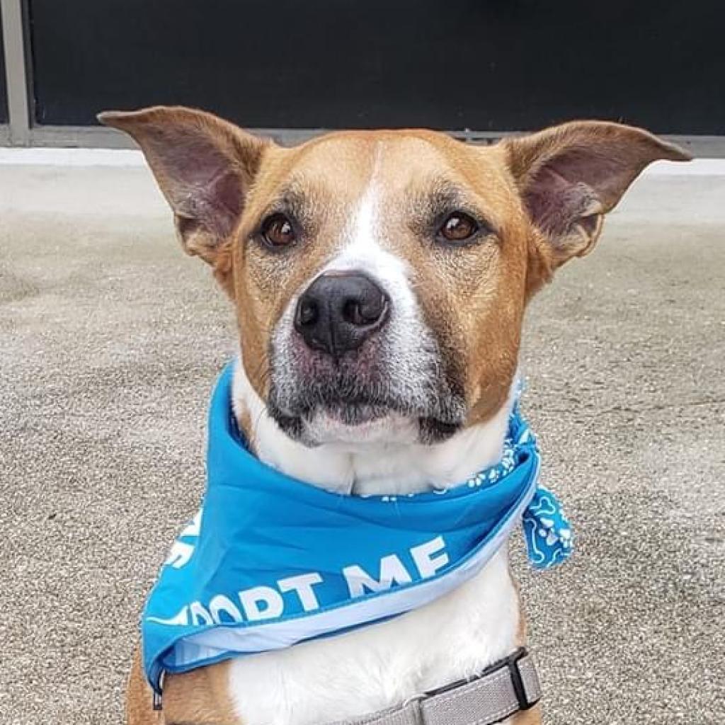 Enlarge Sawyer, a Adoptable Pit Bull Terrier in Sarasota, FL image 1/6