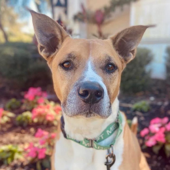 Enlarge Sawyer, a Adoptable Pit Bull Terrier in Sarasota, FL image 2/6