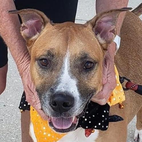 Enlarge Sawyer, a Adoptable Pit Bull Terrier in Sarasota, FL image 4/6