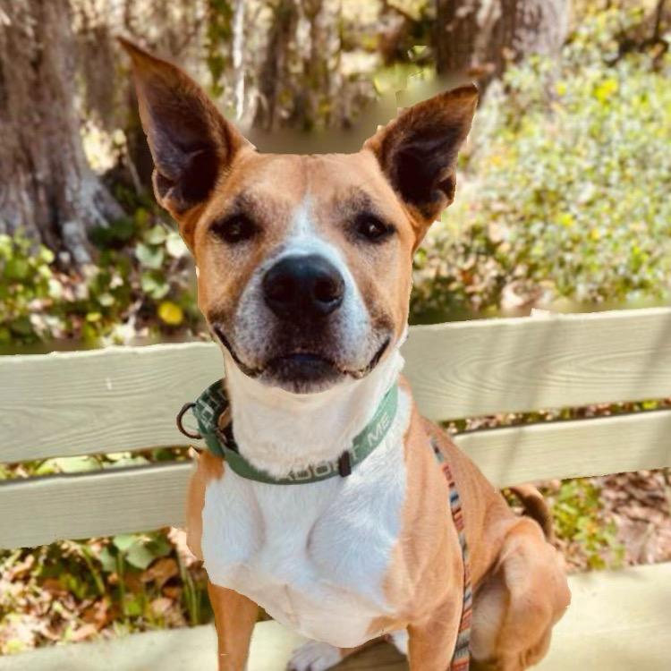 Enlarge Sawyer, a Adoptable Pit Bull Terrier in Sarasota, FL image 5/6