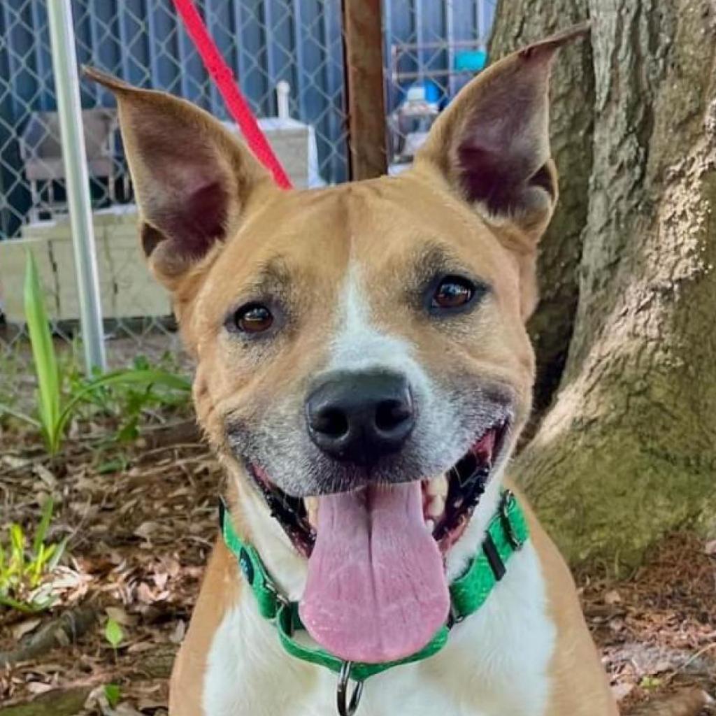 Enlarge Sawyer, a Adoptable Pit Bull Terrier in Sarasota, FL image 6/6