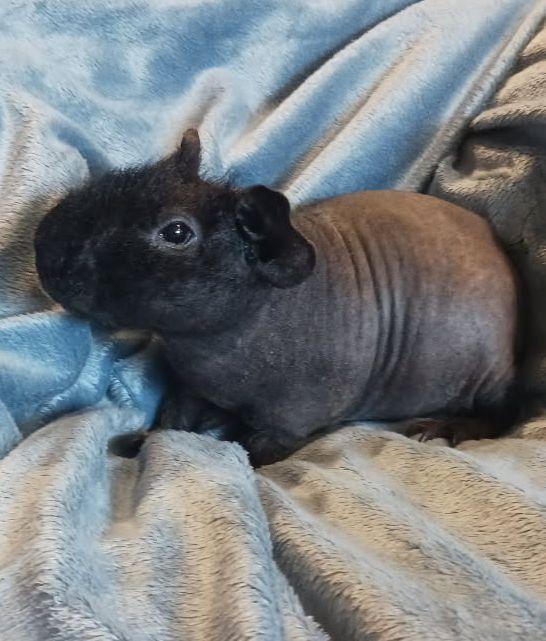 Enlarge Smudge, an adopted Guinea Pig in Goleta, CA image 1/1