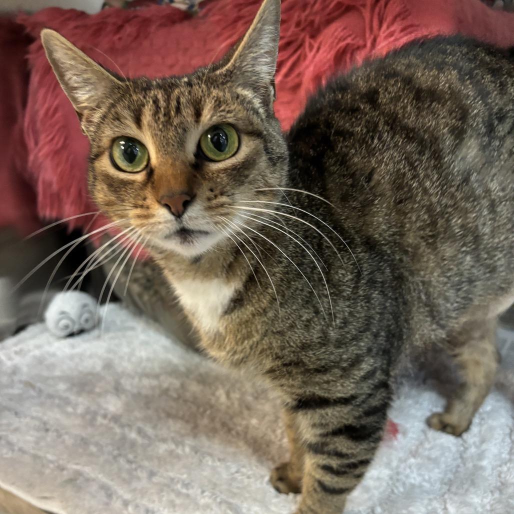 Madeline, a Adoptable Domestic Short Hair in Charlottesville, VA image 1/6