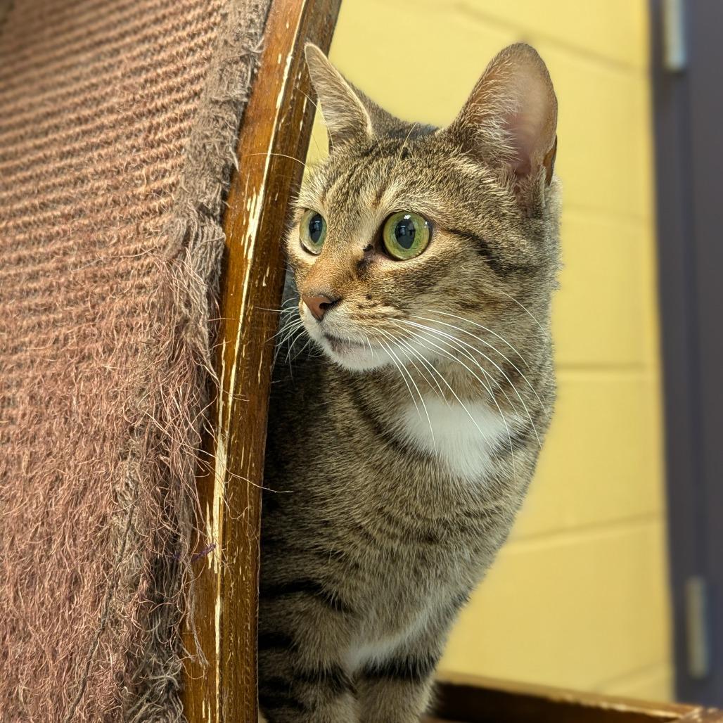 Madeline, a Adoptable Domestic Short Hair in Charlottesville, VA image 2/6