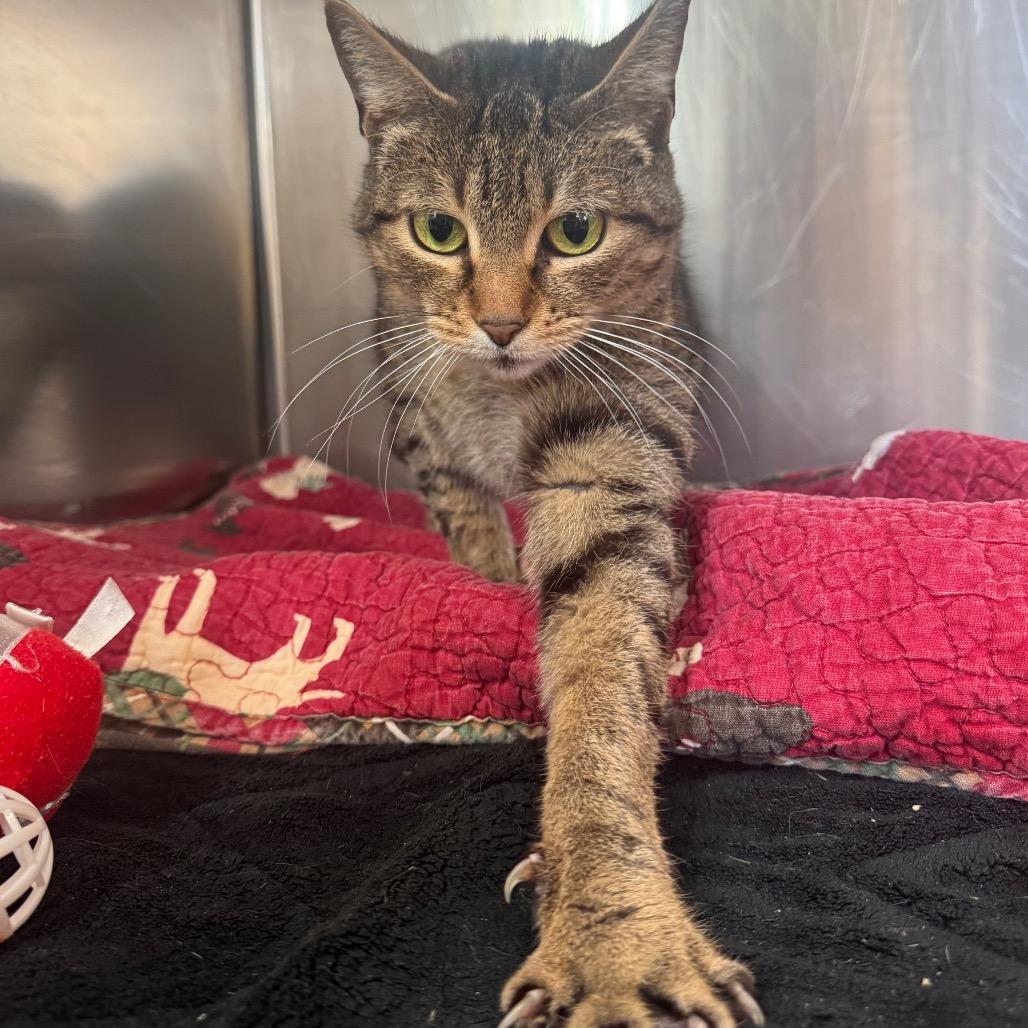 Madeline, a Adoptable Domestic Short Hair in Charlottesville, VA image 3/6