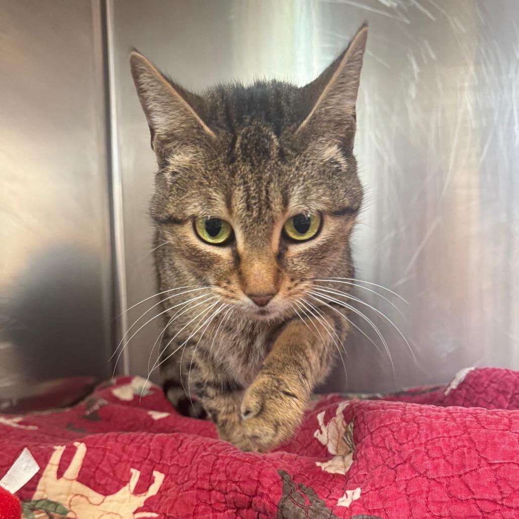 Madeline, a Adoptable Domestic Short Hair in Charlottesville, VA image 4/6