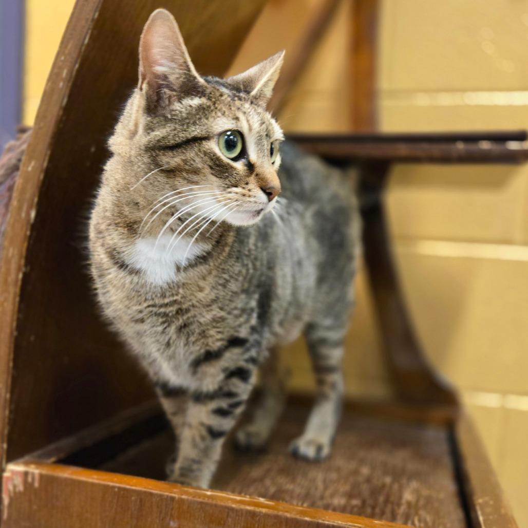 Madeline, a Adoptable Domestic Short Hair in Charlottesville, VA image 5/6