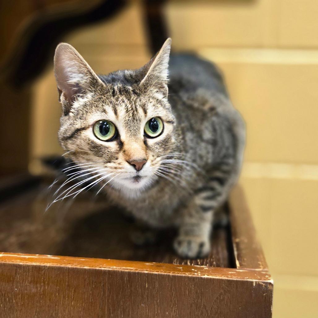 Madeline, a Adoptable Domestic Short Hair in Charlottesville, VA image 6/6
