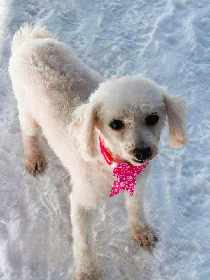Mabel, Adoptable, Senior Female Bichon Frise.