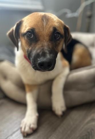 Enlarge Maya, an adopted mixed breed in Bartlett, IL image 4/5