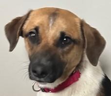 Maya, adopted, Young Female Hound & Carolina Dog.