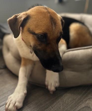 Enlarge Maya, an adopted mixed breed in Bartlett, IL image 3/5