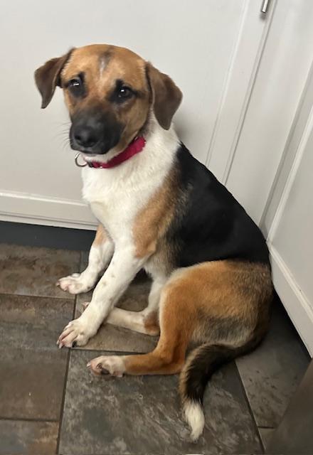 Enlarge Maya, an adopted mixed breed in Bartlett, IL image 5/5