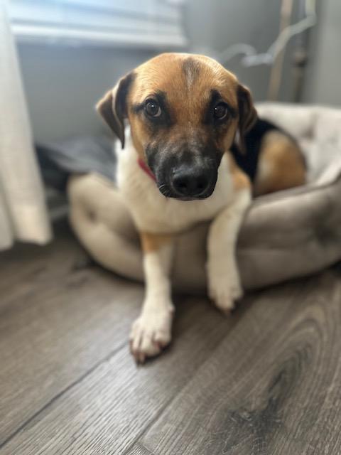 Enlarge Maya, an adopted mixed breed in Bartlett, IL image 2/5