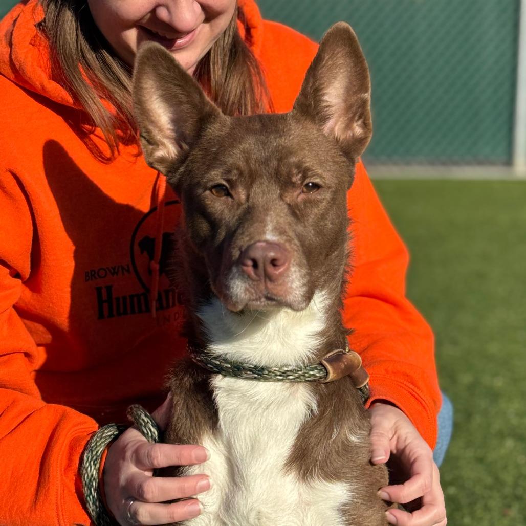 Hattie, Adoptable, Adult Female Mixed Breed.