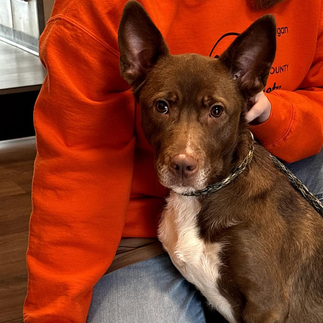 Hattie, Adoptable, Adult Female Mixed Breed.