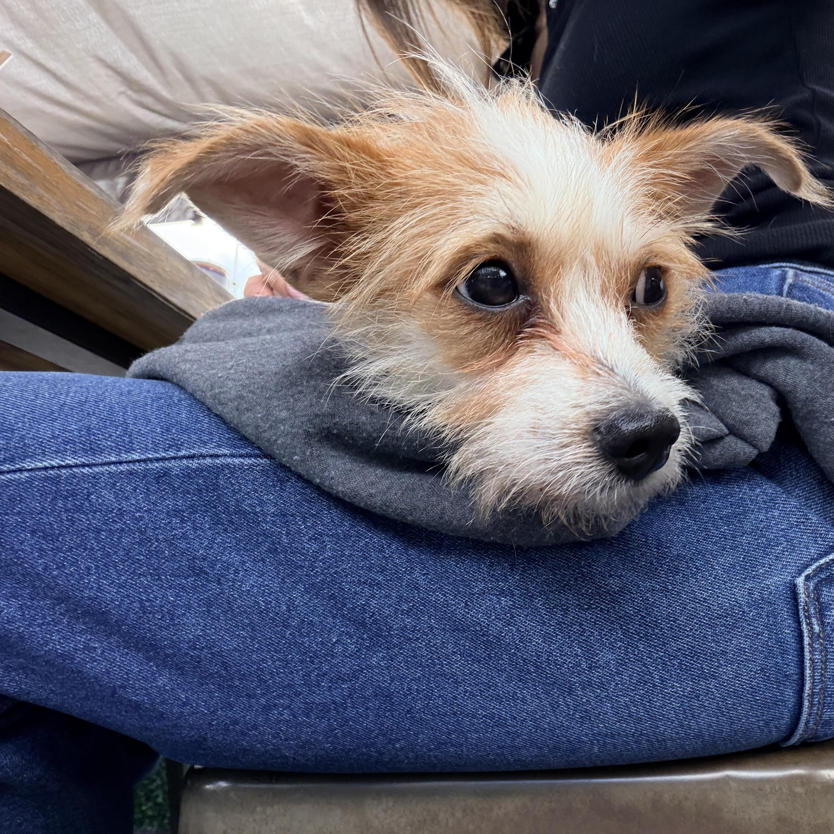 Enlarge Bogey, a Adoptable mixed breed in Brooklyn, NY image 6/6