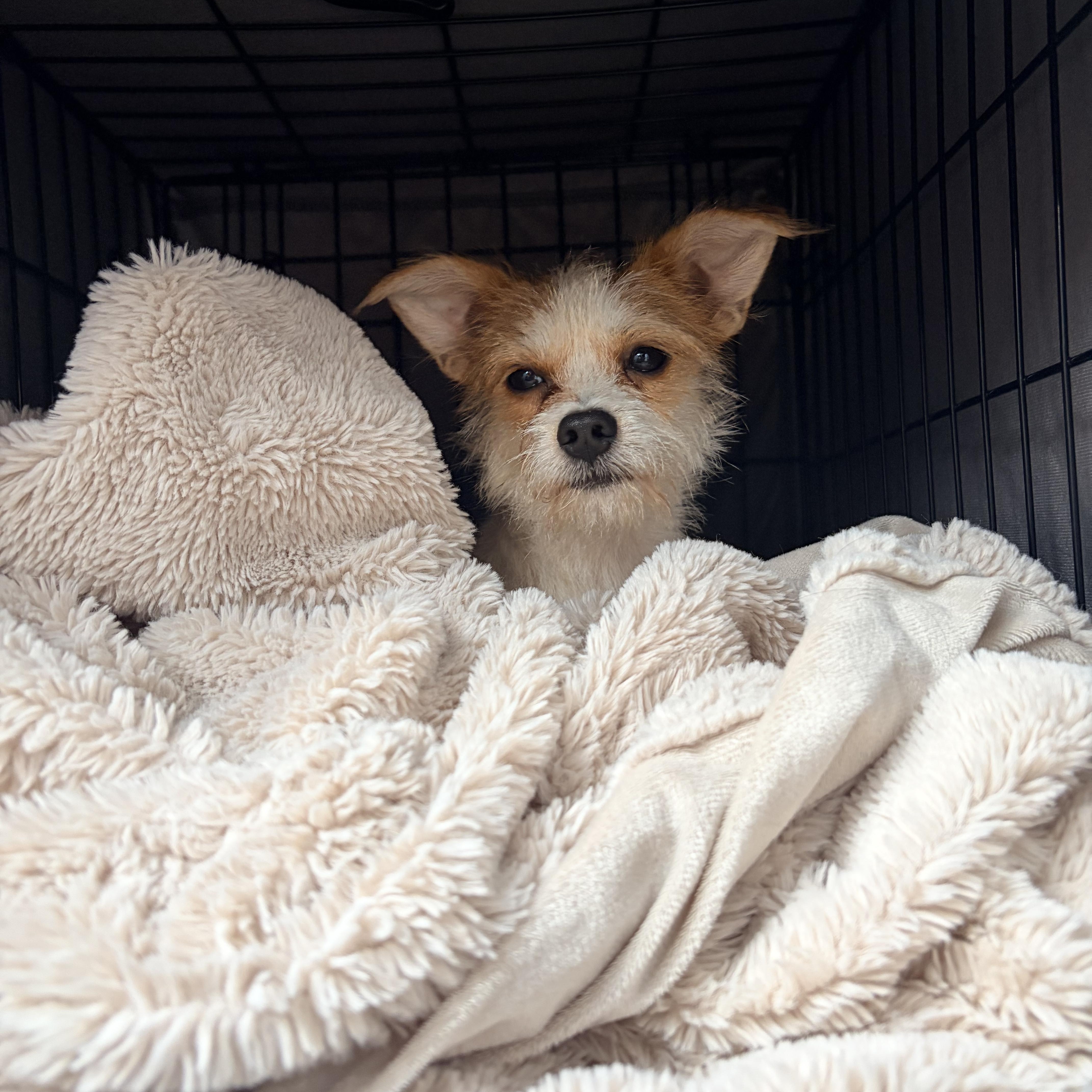 Enlarge Bogey, a Adoptable mixed breed in Brooklyn, NY image 3/6