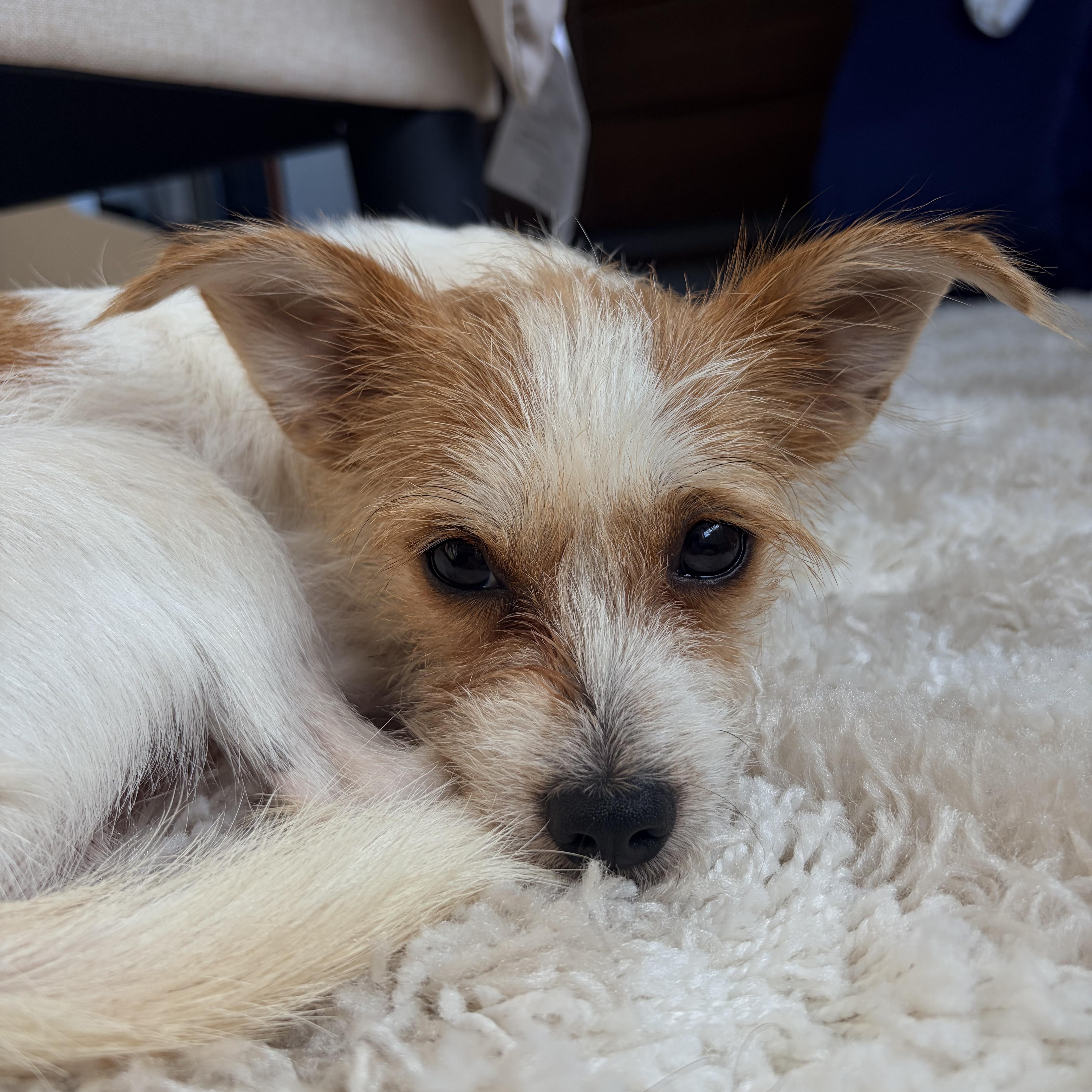 Enlarge Bogey, a Adoptable mixed breed in Brooklyn, NY image 2/6
