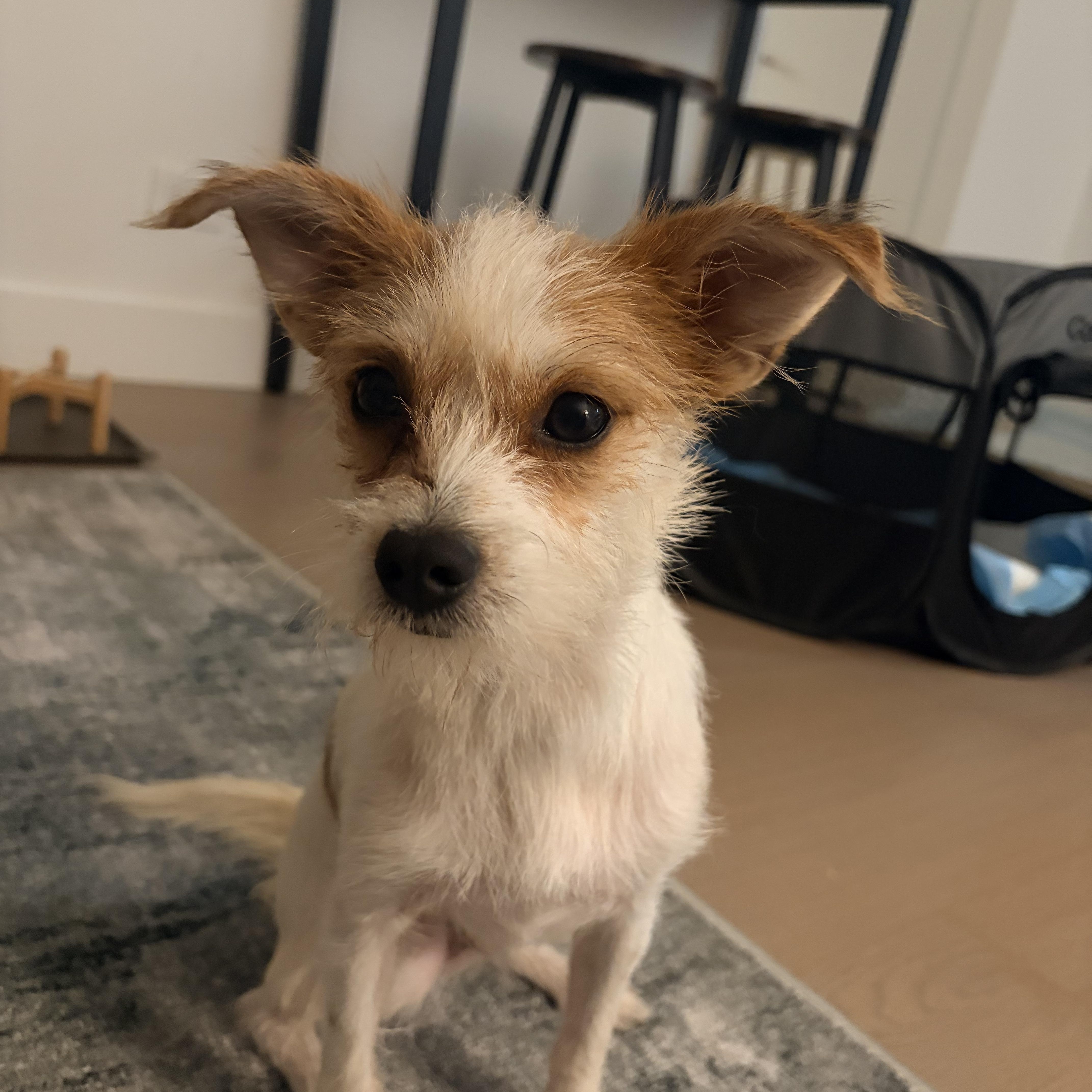 Bogey, ADOPTABLE, Puppy • Male, Chihuahua & Rat Terrier.