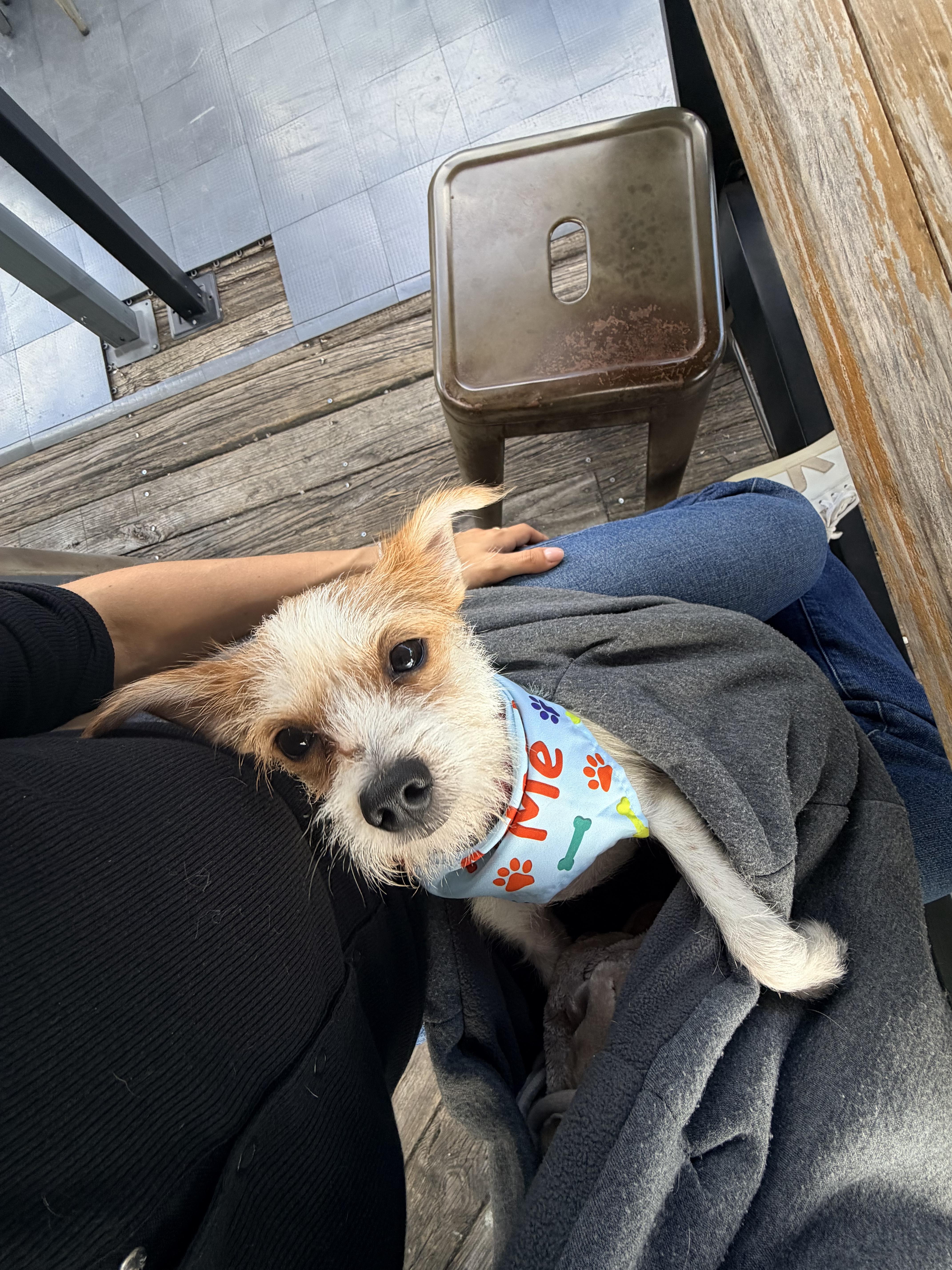 Enlarge Bogey, a Adoptable mixed breed in Brooklyn, NY image 4/6