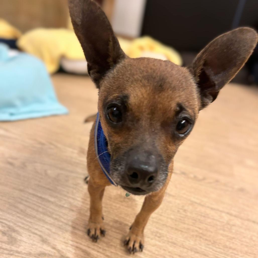 Enlarge Michelangelo 13601, a Adoptable Chihuahua in San Francisco, CA image 1/6