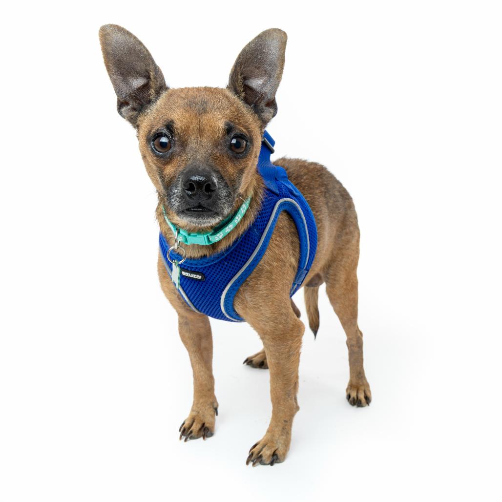 Michelangelo 13601, Adoptable, Senior Male Chihuahua.