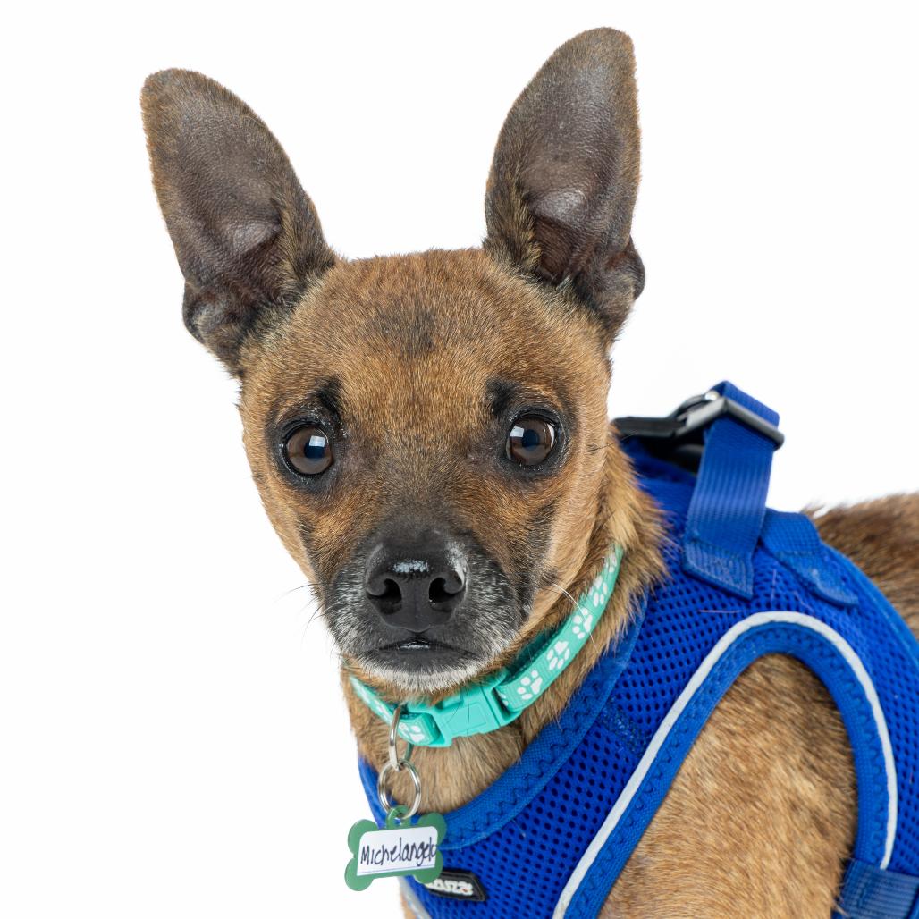 Enlarge Michelangelo 13601, a Adoptable Chihuahua in San Francisco, CA image 3/6