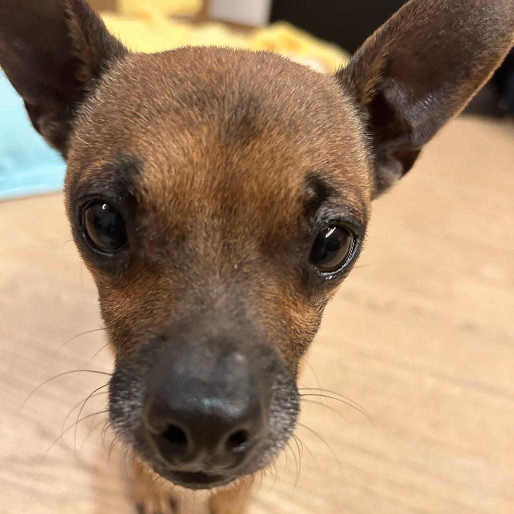 Enlarge Michelangelo 13601, a Adoptable Chihuahua in San Francisco, CA image 4/6