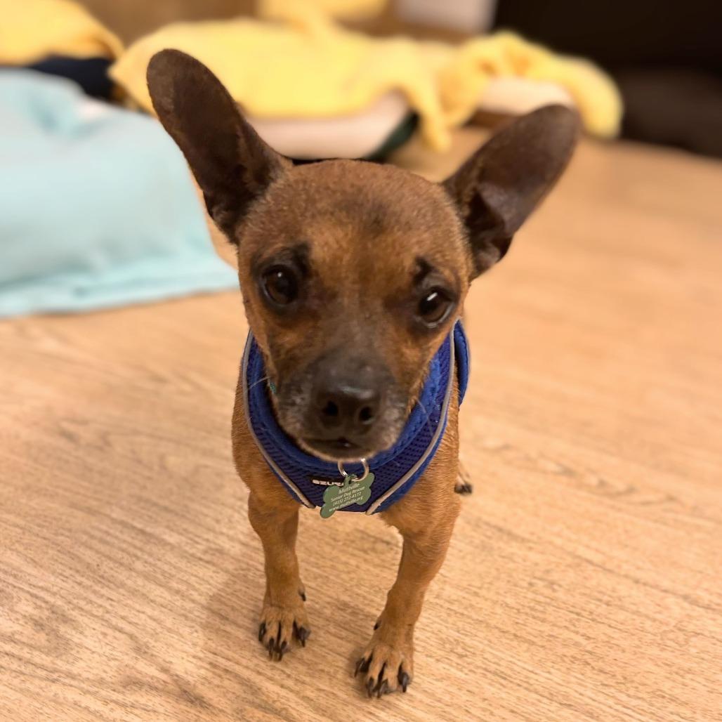 Enlarge Michelangelo 13601, a Adoptable Chihuahua in San Francisco, CA image 5/6