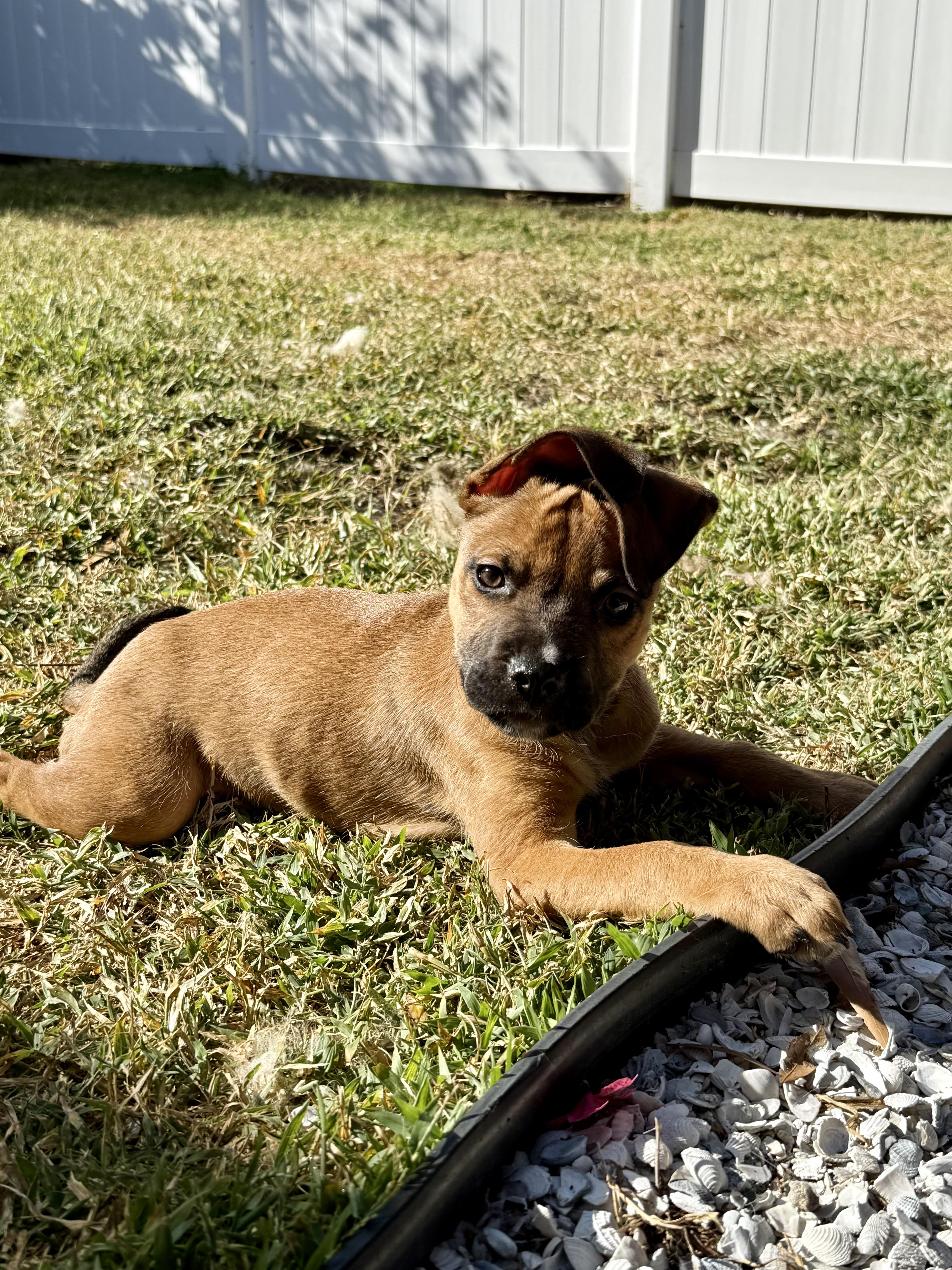 Enlarge Pogo, a Adopted mixed breed in Bradenton, FL image 1/6