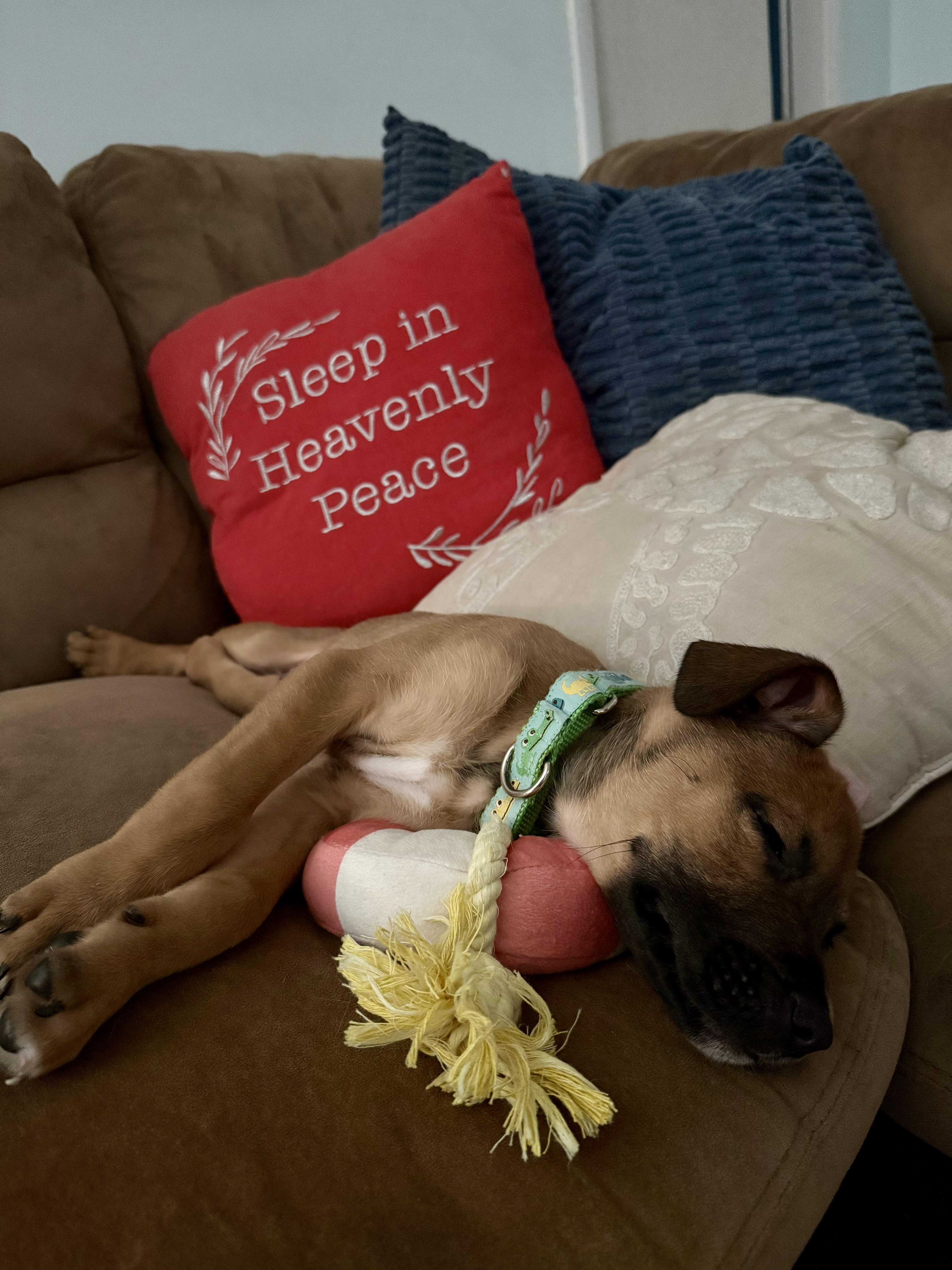 Enlarge Pogo, a Adopted mixed breed in Bradenton, FL image 2/6