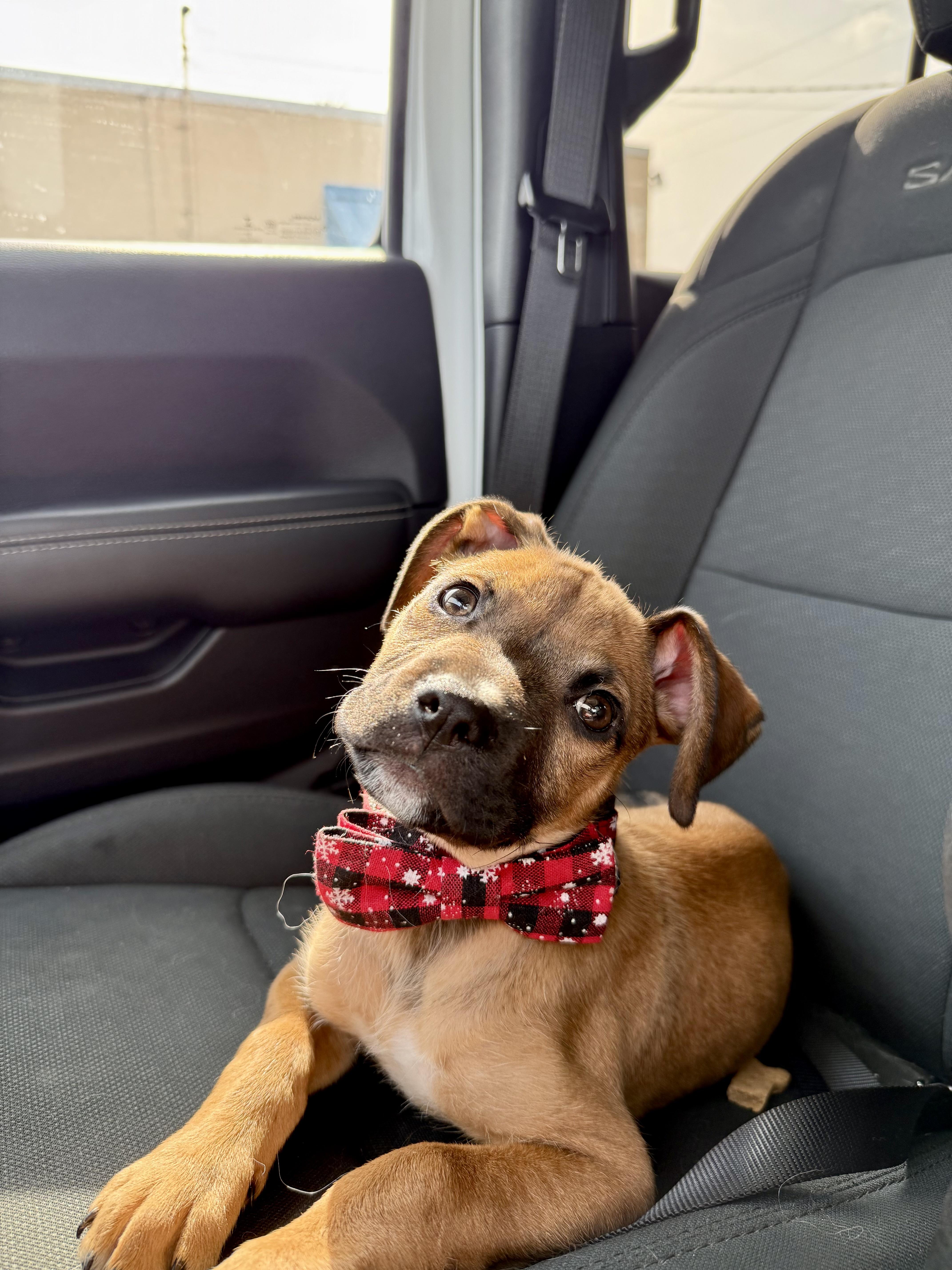 Enlarge Pogo, a Adopted mixed breed in Bradenton, FL image 3/6