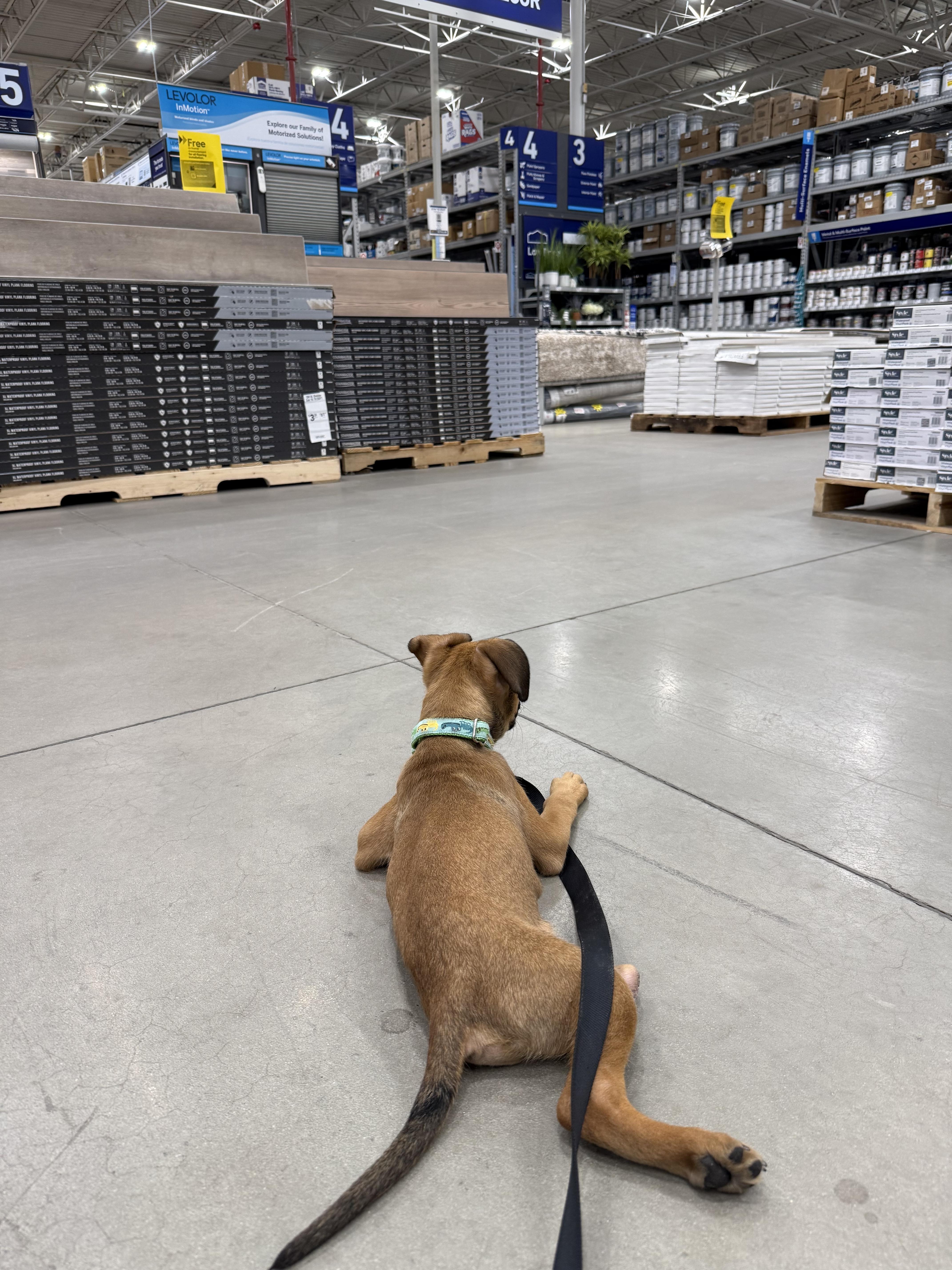 Enlarge Pogo, a Adopted mixed breed in Bradenton, FL image 4/6