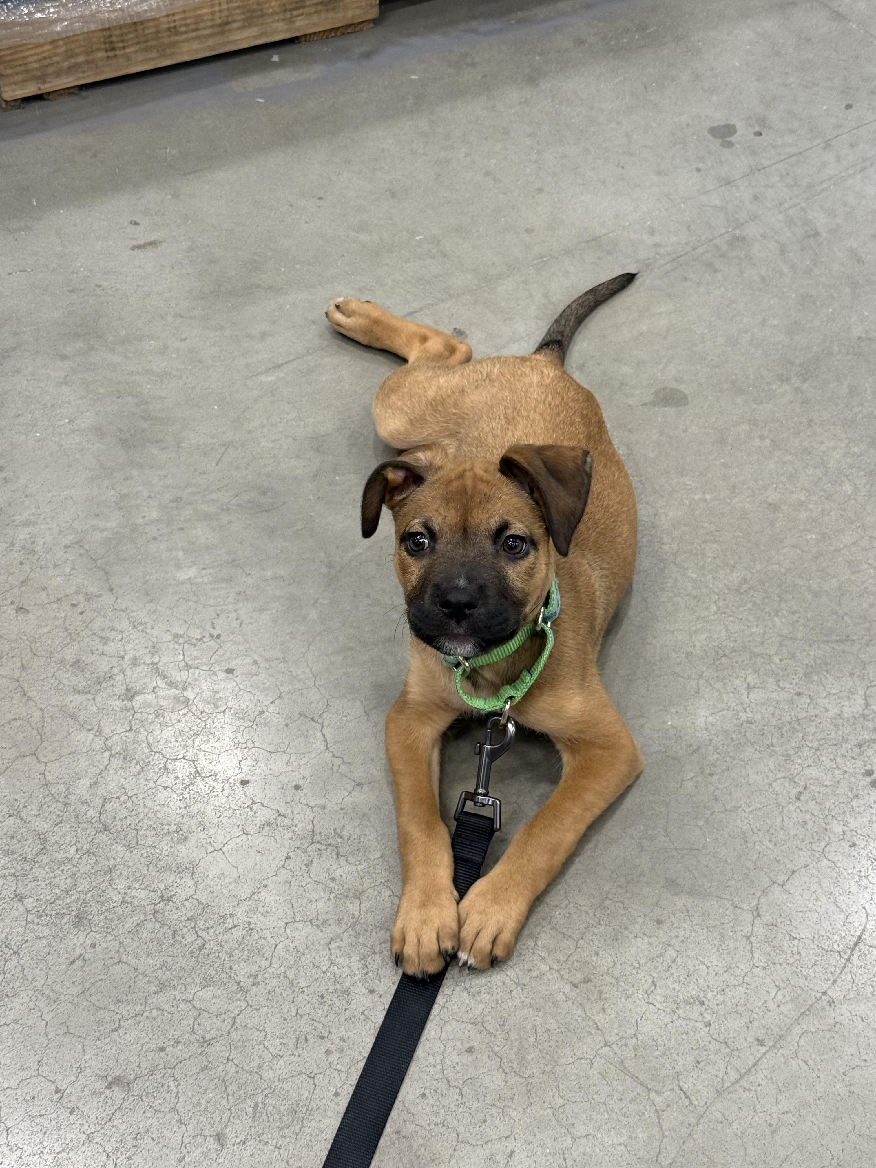 Enlarge Pogo, a Adopted mixed breed in Bradenton, FL image 5/6