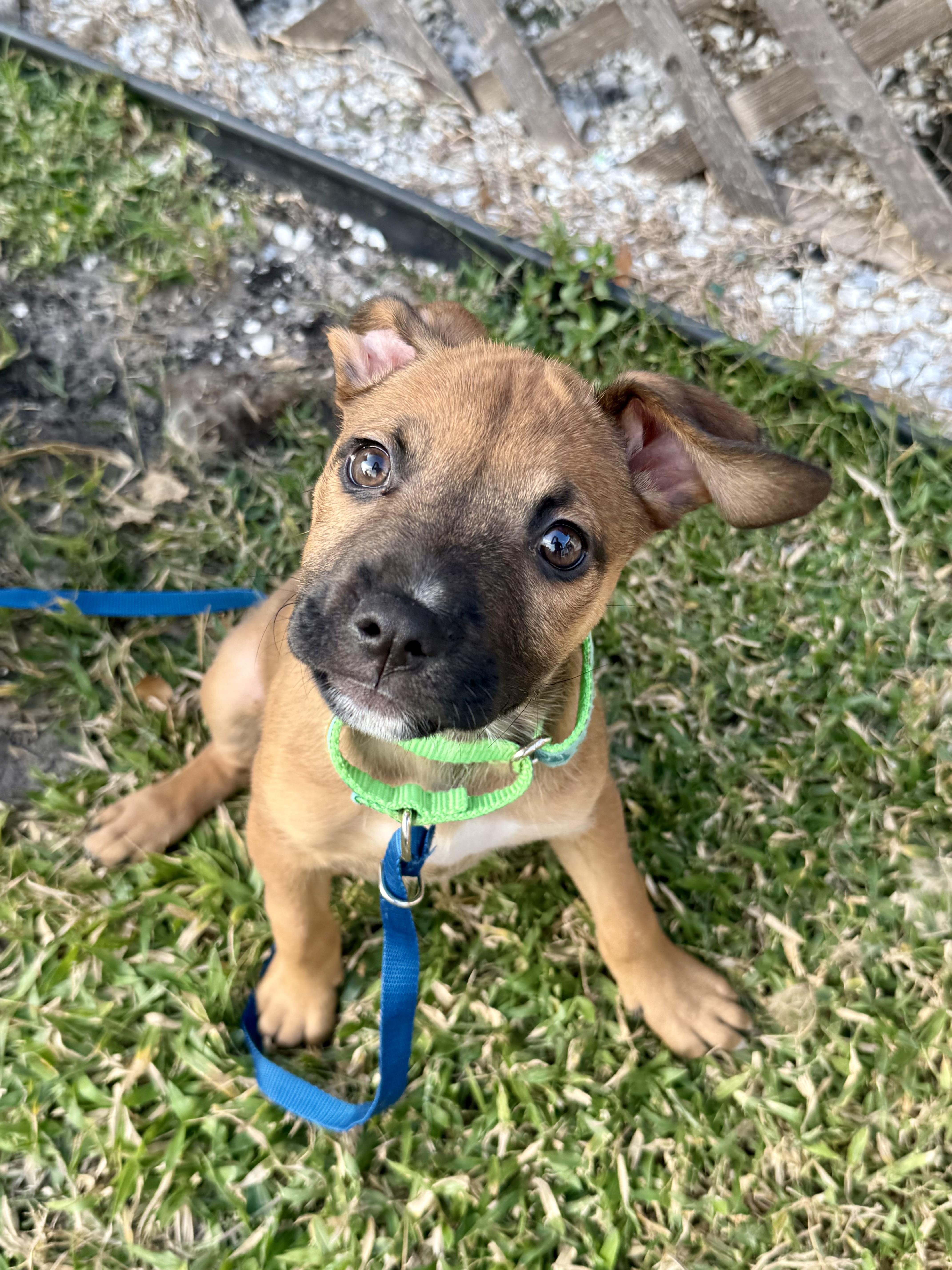 Enlarge Pogo, a Adopted mixed breed in Bradenton, FL image 6/6