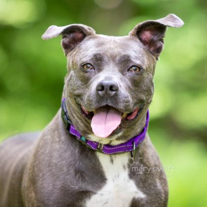 Olive, ADOPTABLE, Adult Female Pit Bull Terrier.