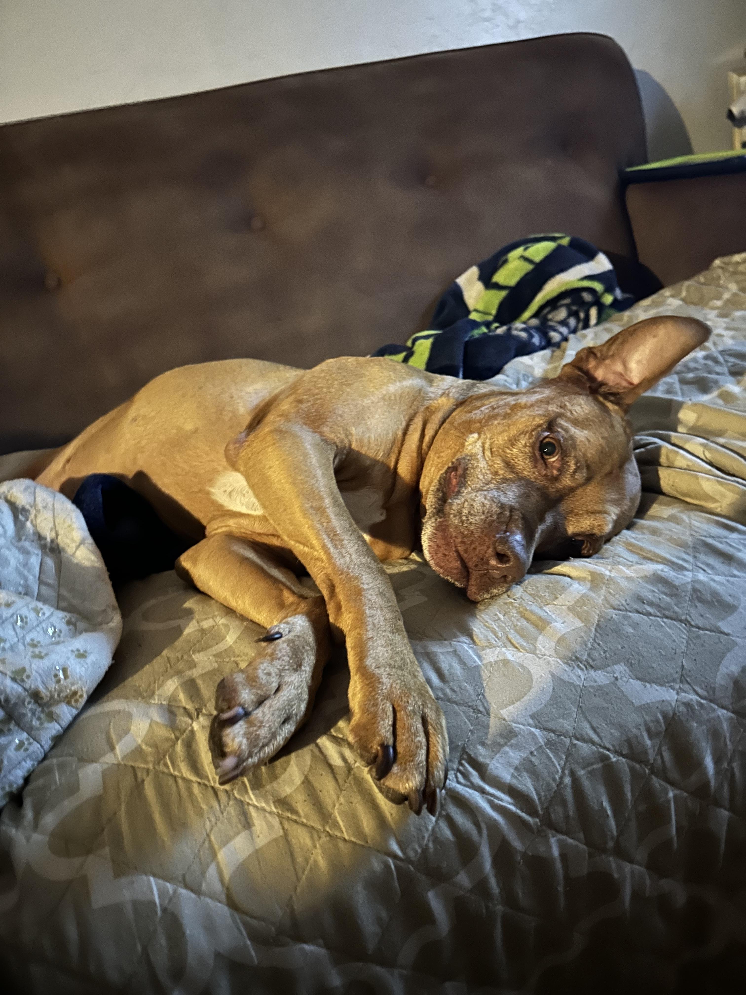 Enlarge Yuji (LONGEST RESIDENT), a Adoptable mixed breed in Tracy, CA image 2/6