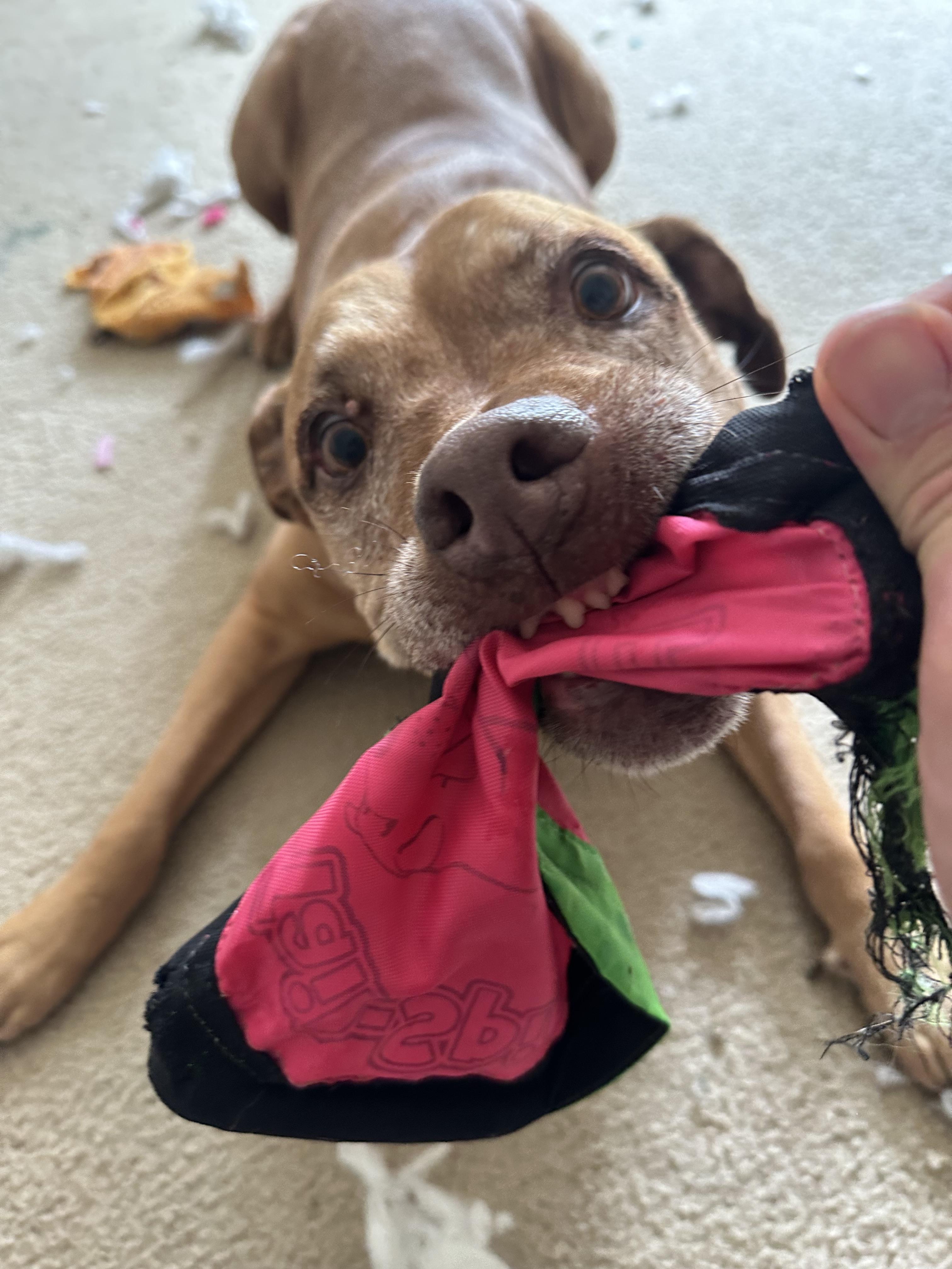 Enlarge Yuji (LONGEST RESIDENT), a Adoptable mixed breed in Tracy, CA image 3/6