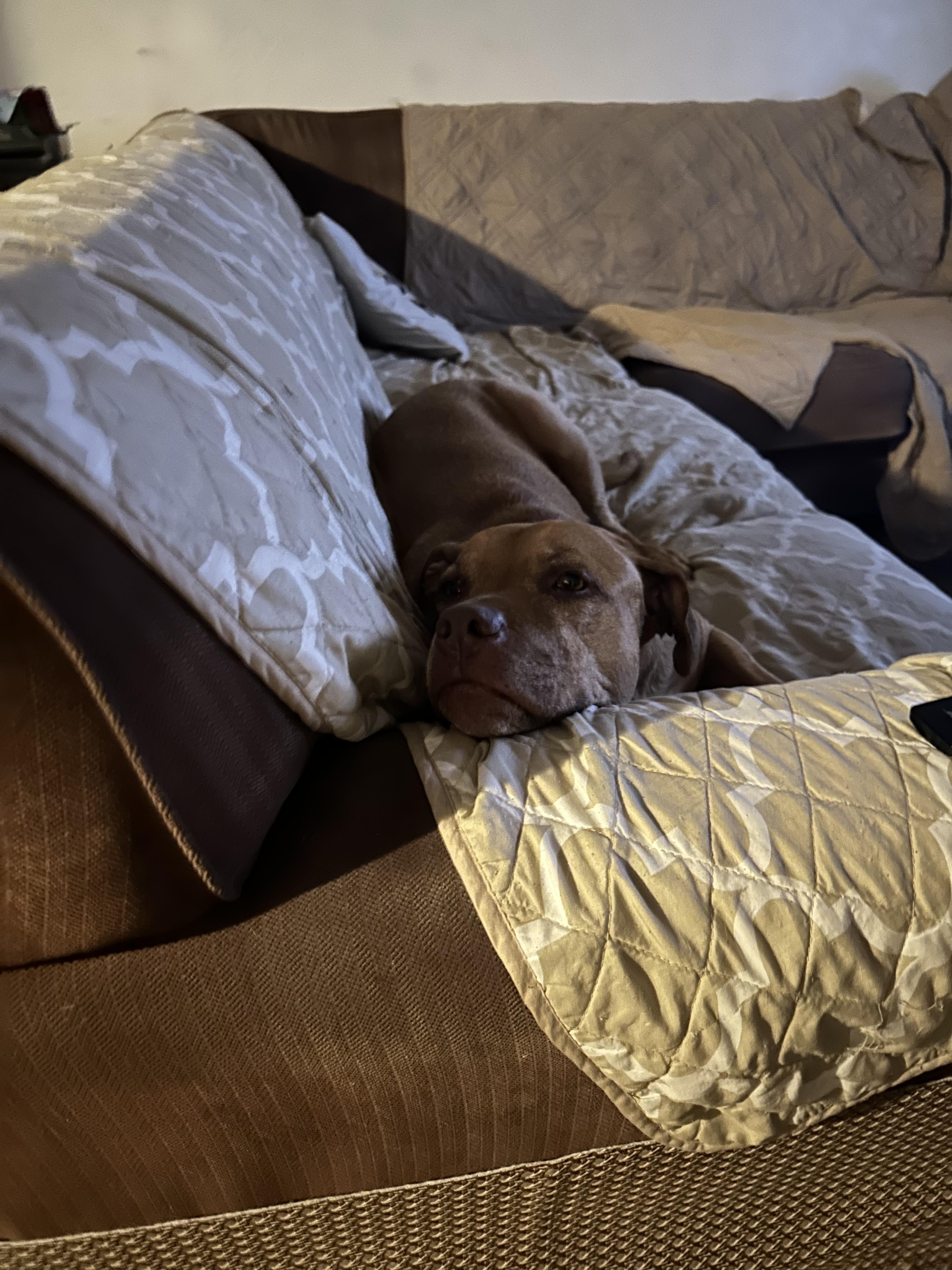 Enlarge Yuji (LONGEST RESIDENT), a Adoptable mixed breed in Tracy, CA image 4/6