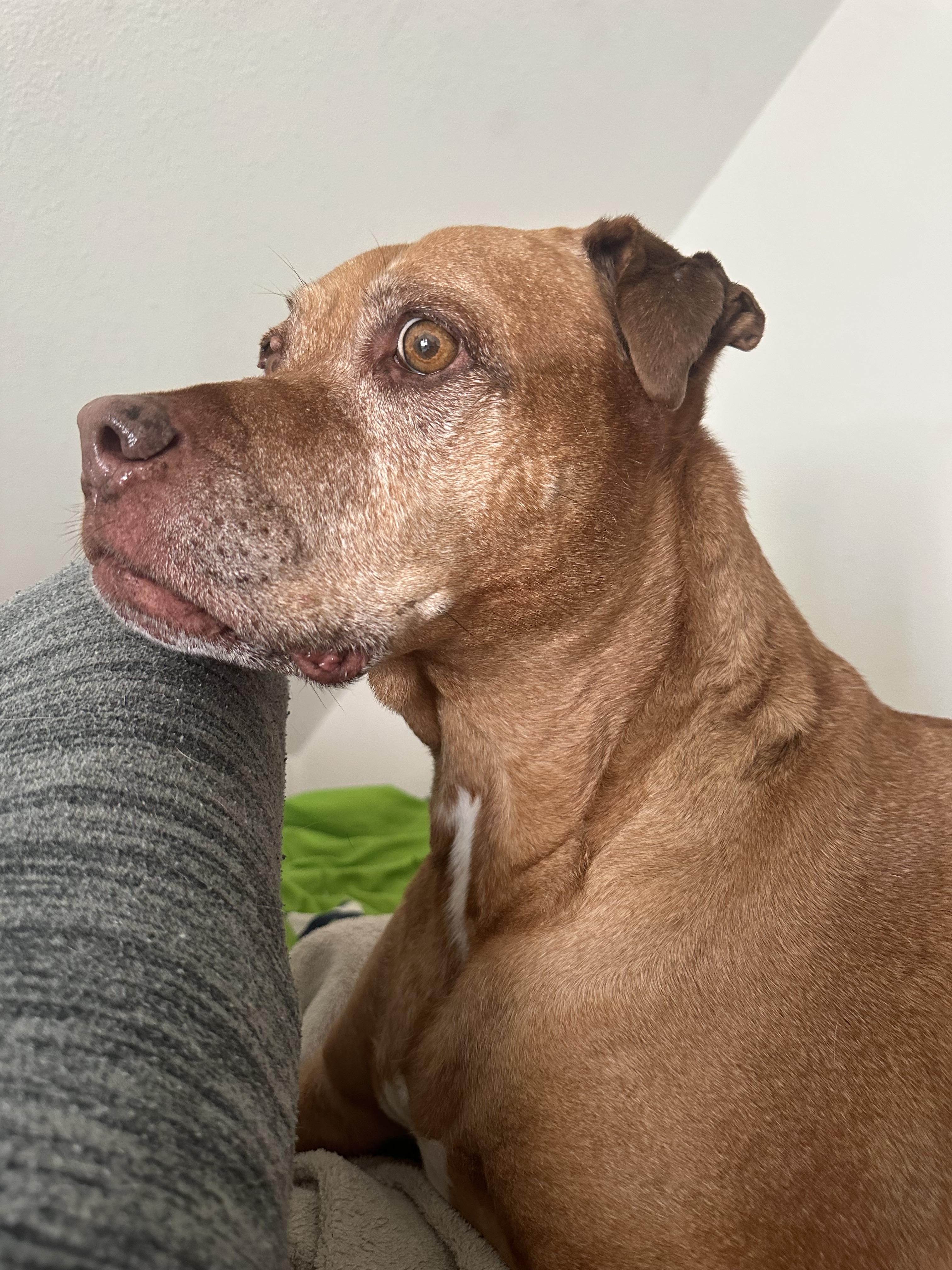 Enlarge Yuji (LONGEST RESIDENT), a Adoptable mixed breed in Tracy, CA image 5/6