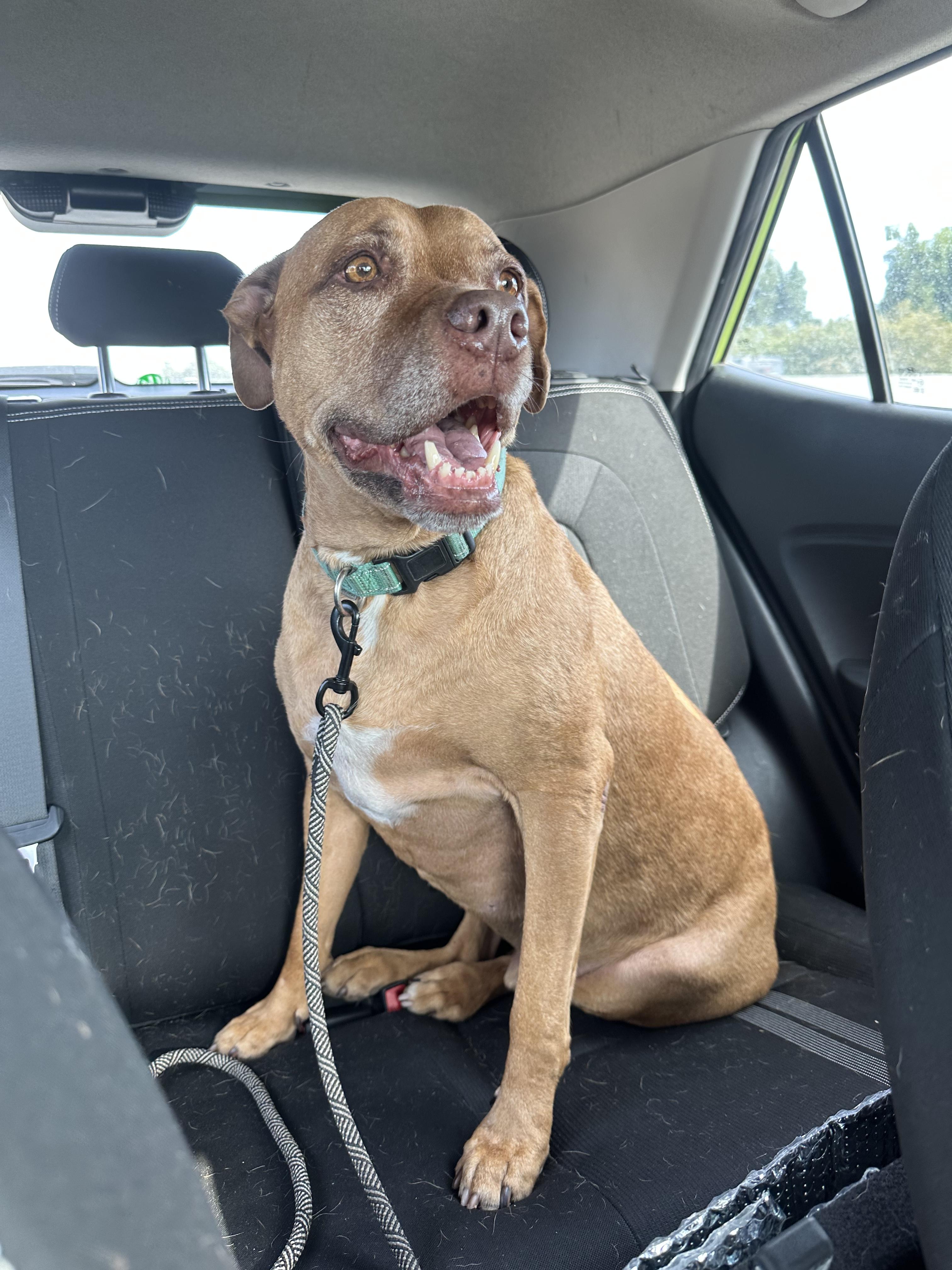 Enlarge Yuji (LONGEST RESIDENT), a Adoptable mixed breed in Tracy, CA image 6/6