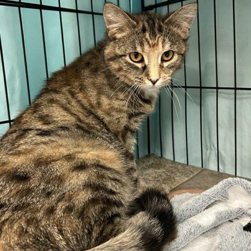 Enlarge Aspen, a Adoptable Domestic Short Hair in Burlington, IA image 1/2