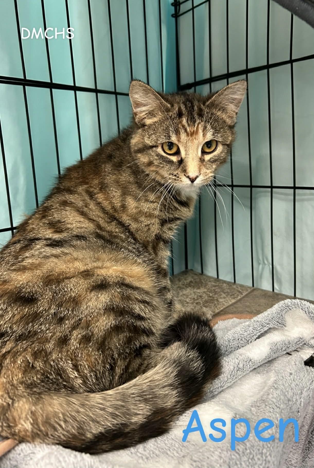 Aspen, Adoptable, Young Female Domestic Short Hair.