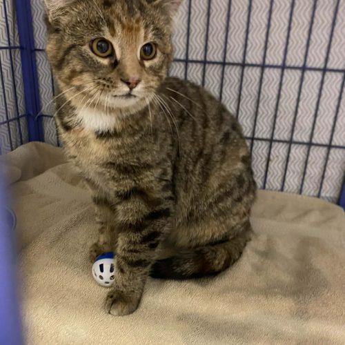 Enlarge Aspen, a Adoptable Domestic Short Hair in Burlington, IA image 2/2