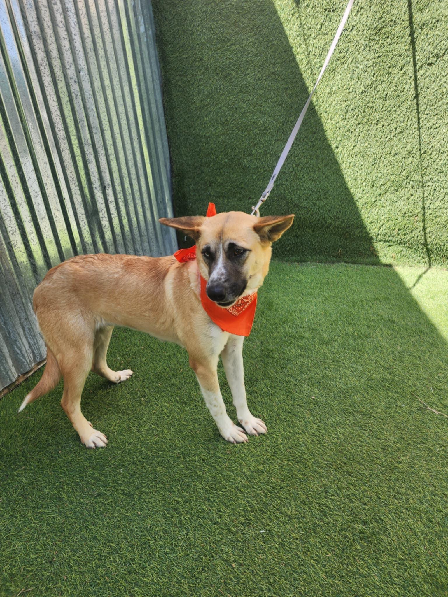 Amelia — thumbnail 5