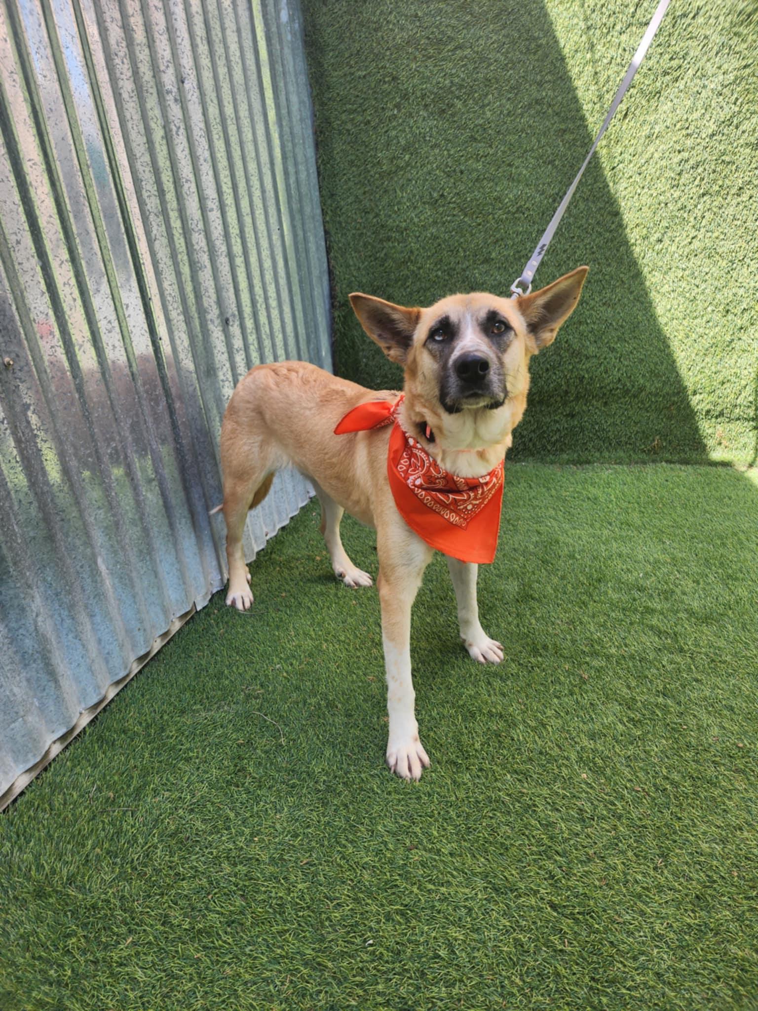 Amelia — thumbnail 6