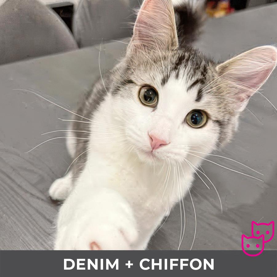 Denim (bonded with Chiffon)